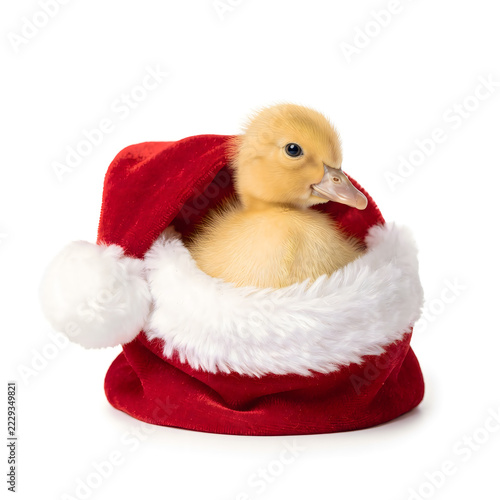 Adorable fluffy yellow baby duckling sitting inside a red Santa hat on a white background