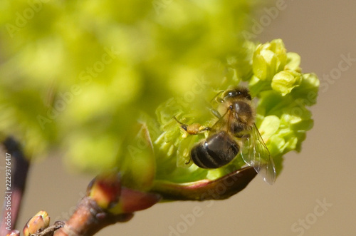 Bees are all in the dust of flowers