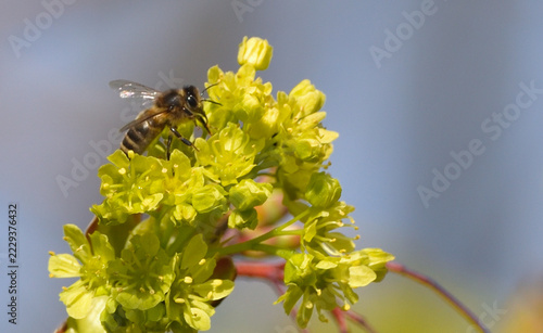 Bees are all in the dust of flowers