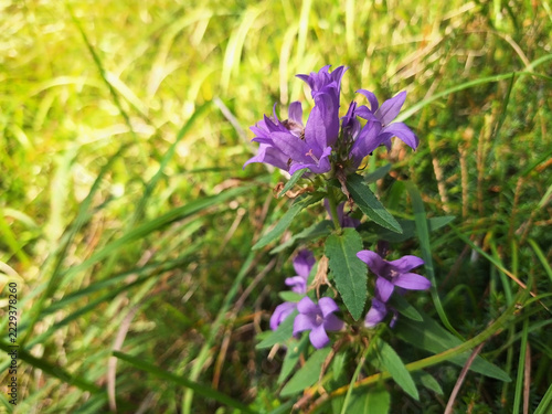 Campanula glomerata with blue flowers grows in a forest clearing on a sunny day.
