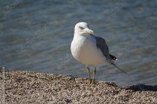 adult yellow legged gull (Larus michahellis) Croatian coast in autumn
