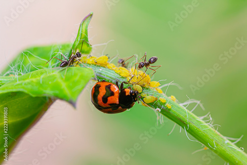 Transverse ladybird (Coccinella transversalis) hunting aphid under protection of Longhorn crazy ant (Paratrechina longicornis)