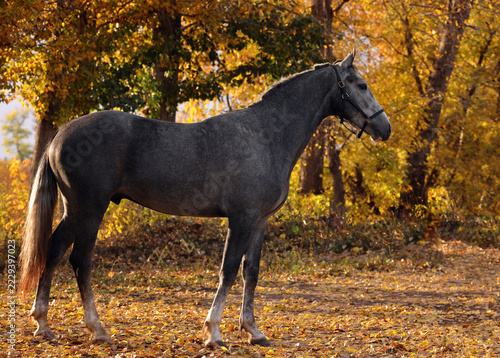 Sportive dressage horse down the path in the autumn evening