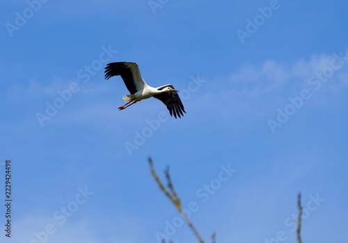 Stork in flight under a blue sky