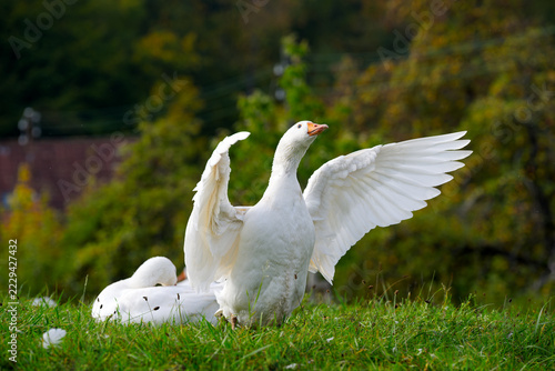 Close-up of white goose with spread wings on meadow at Swiss city of Zürich on an autumn noon. Photo taken October 20th, 2026, Zurich Schwamendingen, Switzerland.