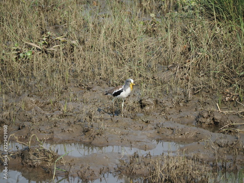 Fotografie White crowned lapwing