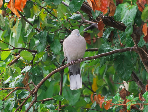 Eurasian collared dove (Streptopelia decaocto) resting in rainy autumn weather