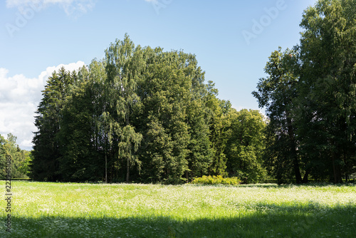 Green trees under blue sky with flower meadow, summer landscape