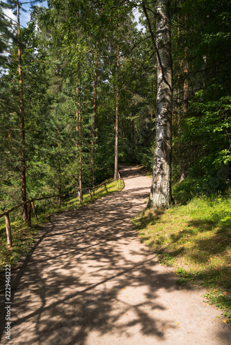 Winding forest path dappled shadow pine birch tree summer