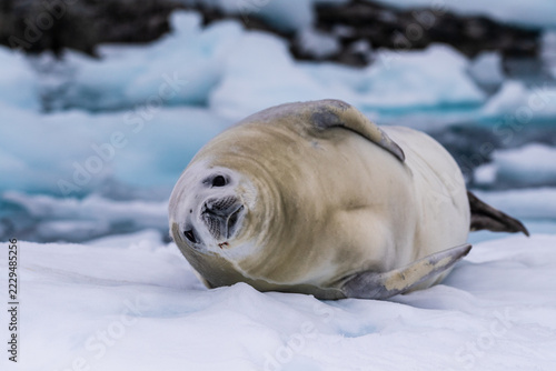 Close-up of a crabeater seal -Lobodon carcinophaga- resting on a small iceberg near the fish islands on the Antarctic peninsula