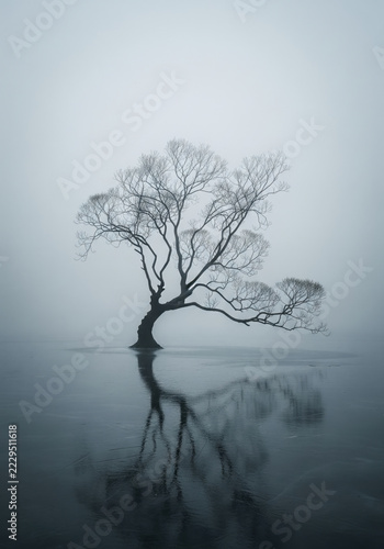 Bare Tree Reflected in Still Water on a Foggy Winter Day