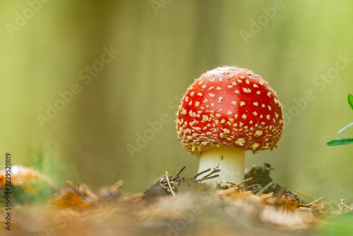 Amanita