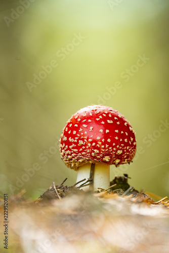 Amanita muscaria