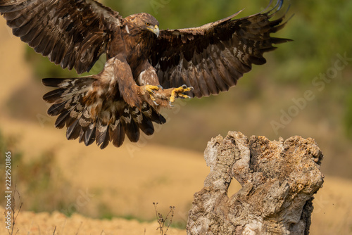 Águila en vuelo