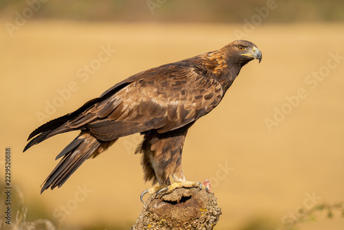 Águila 