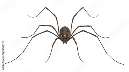 A single dark brown spider with long thin legs standing on a flat surface