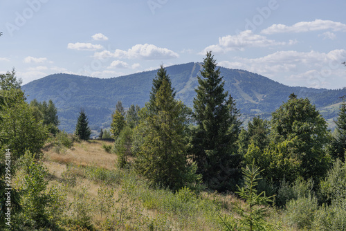 Obraz na plátně Green trees on the mountainside