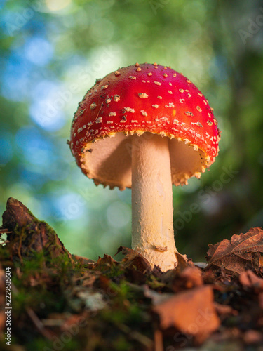 A Fly Agaric Mushroom in a Wood