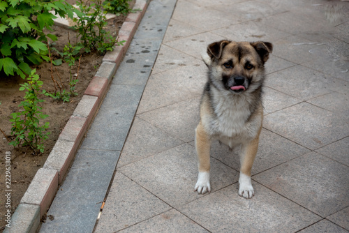 Top view of Chinese native dog walking in courtyard, fluffy mixed coat stray dog