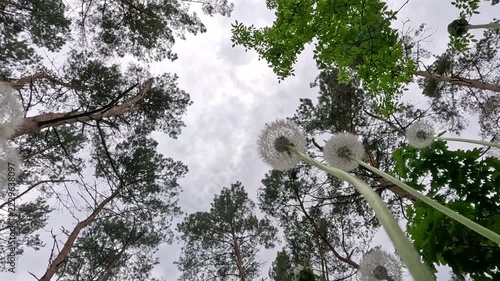 White dandelion blowballs sway in wind filmed from below against sky and green forest canopy. Camera moves from dandelion close-up to wide forest view, seeds drift in daylight breeze.