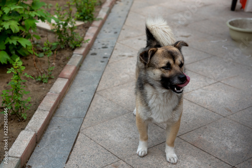 Top view of Chinese native dog walking in courtyard, fluffy mixed coat stray dog