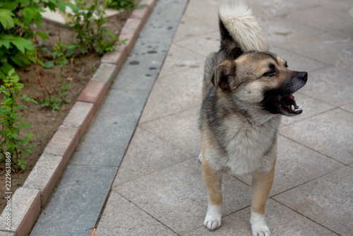 Top view of Chinese native dog walking in courtyard, fluffy mixed coat stray dog