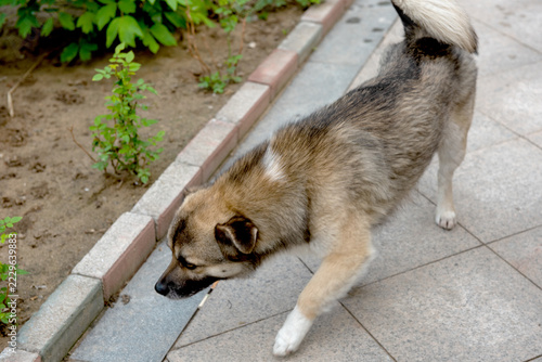 Top view of Chinese native dog walking in courtyard, fluffy mixed coat stray dog