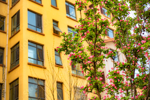 Low angle view of yellow high-rise residential buildings, spring community architecture