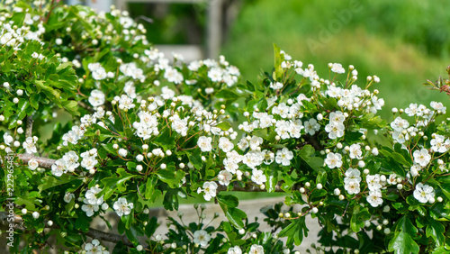 Obraz na plátně Common hawthorn (Crataegus monogyna, also known as prickly hawthorn or white haw