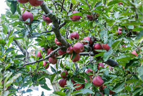 Himachal apples in an apple orchard 