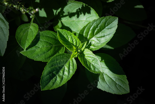 Basil plant seen from above, with clearly defined leaves.