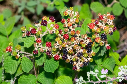 natural fruits. photo of wild blackberries.