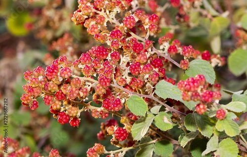natural fruits. photo of wild blackberries.
