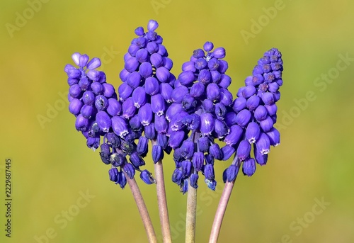 photos of wild flowers, wild hyacinths