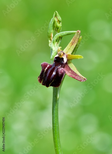 Photos of wildflowers, various bee orchids.