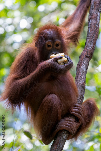 Photography orangutans or pongo pygmaeus is the only asian great found on the island of Born