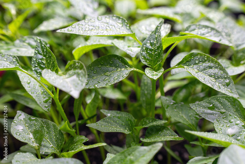 Green pepper seedlings with water drops close up fresh plant leaves after watering gardening concept