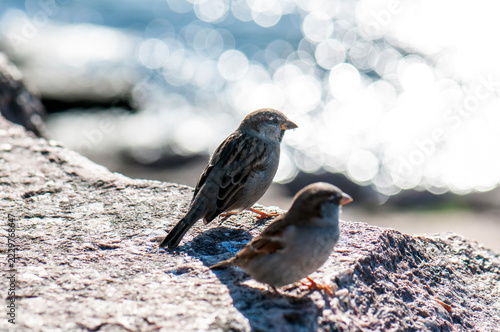 House sparrows perched on sunlit coastal rocks near the water. Small wild birds resting on a rocky shoreline in natural light, with sparkling water softly blurred in the background.