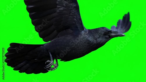 Majestic black raven soaring gracefully through the air against a vibrant green screen chroma key backdrop