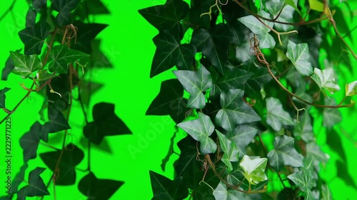 Lush green ivy leaves hanging on vines swaying gently against a bright chroma key green screen background