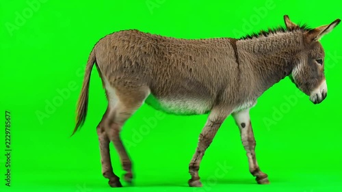 Brown donkey walking steadily across a bright green screen background with side profile view