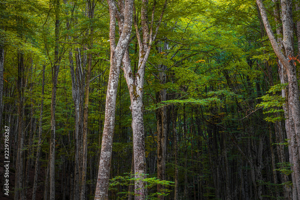 Fototapeta premium Beech Tree Forest Foliage on Mount Amiata Tuscany
