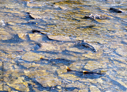 Fishes  salmon heading to spawn in the river
