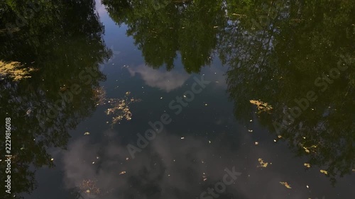 A slow flight over a lake with mud and reflections of tall trees on a sunny summer day. Lake Kedr, Novosibirsk, Russia.