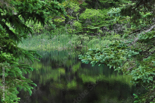 Peaceful Forest Pond Surrounded by Evergreen Trees and Lush Green Vegetation