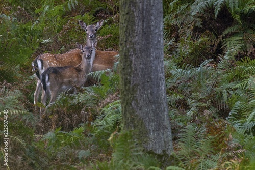 Again and again, small groups move into the sparse oak forest to eat the freshly fallen acorns, here two damas (dama dama) and a calf cannot resist the offer, Germany