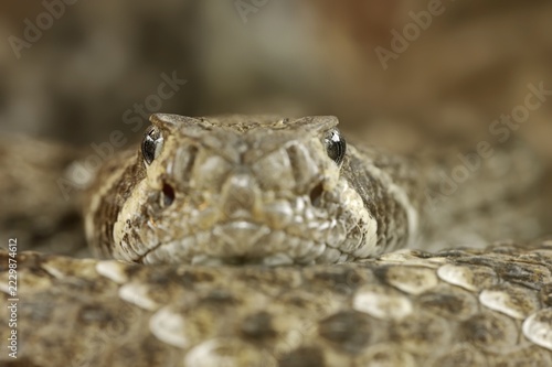 Texas rattlesnake or western diamondback rattlesnake (Crotalus atrox), captive, occurring in North America