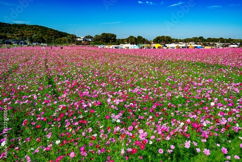 三光コスモス園のコスモス