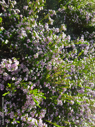 It is a flowering Diosma.