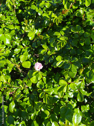 It is a Blushing Pink Iceberg with a single blooming flower.